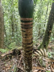 Chambeyronia macrocarpa