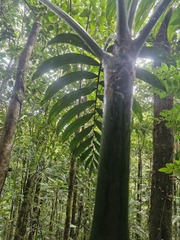 Chambeyronia macrocarpa, photograph (c) Irisa Hudson, some rights reserved (CC BY)