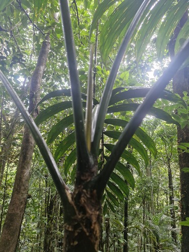 Chambeyronia macrocarpa, photograph 4