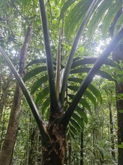 Chambeyronia macrocarpa, photograph (c) Irisa Hudson, some rights reserved (CC BY)