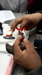 Saltator striatipectus