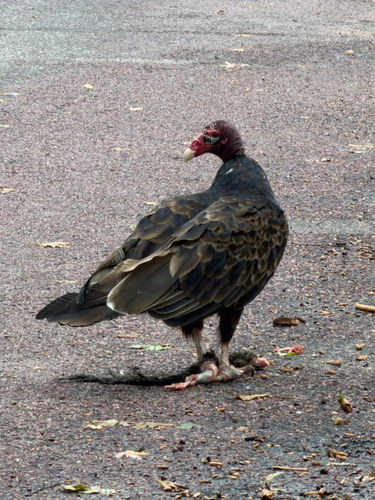 Turkey Vulture