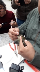 Saltator striatipectus