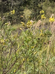 Crotalaria micans