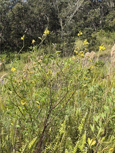 Crotalaria micans, photograph 2