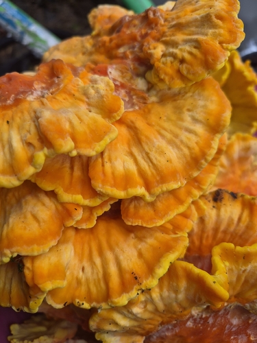 chicken of the woods