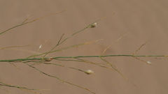 Panicum urvilleanum