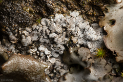 Dermatocarpon intestiniforme