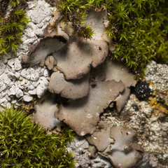 Dermatocarpon americanum