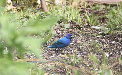 Passerina cyanea