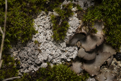 Dermatocarpon intestiniforme