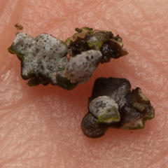 Dermatocarpon intestiniforme