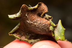 Dermatocarpon americanum