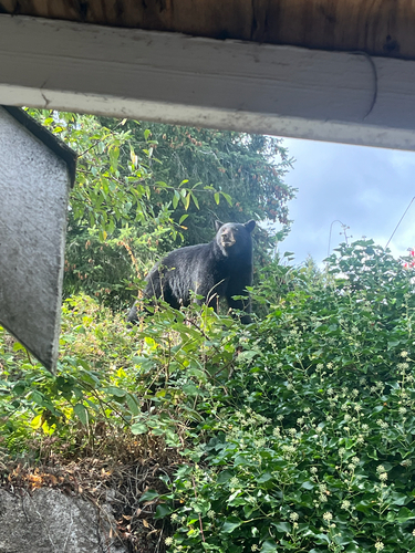 Black Bear sighting near Trail Ave