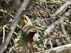 Morococcyx erythropygus