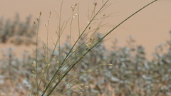 Panicum urvilleanum