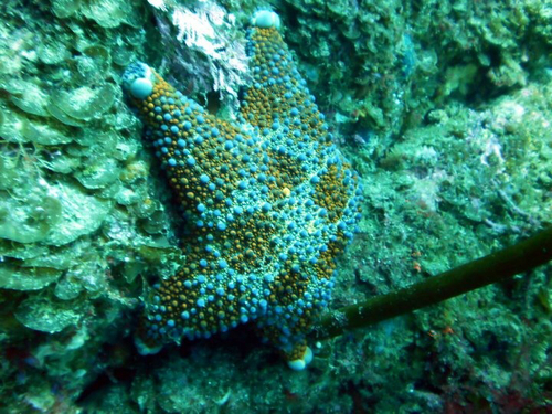 Asterodiscides truncatus