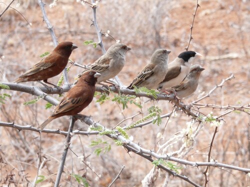 iNaturalist image
