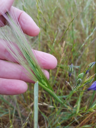 Image of Elymus multisetus by (c) D Defreese, some rights reserved (CC BY)