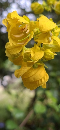 Senna multijuga observed 2026-09-03