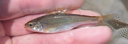 Striped Shiner