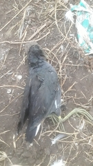 Gallinula galeata