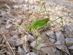Acrometopa macropoda