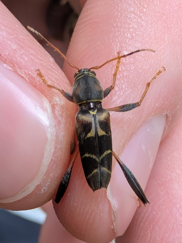 Neoclytus mucronatus