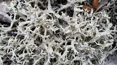 Cladonia pachycladodes