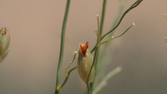 Panicum urvilleanum
