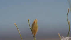 Panicum urvilleanum