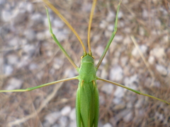 Acrometopa macropoda