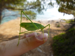 Acrometopa macropoda