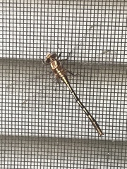 Phanogomphus lividus