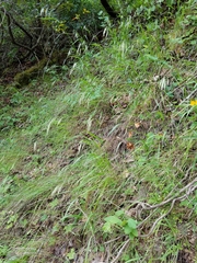 Bromus laevipes