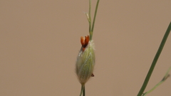 Panicum urvilleanum