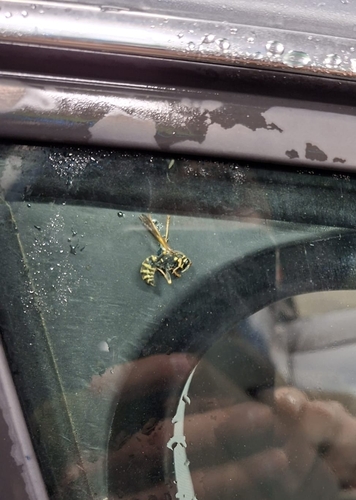 European Paper Wasp