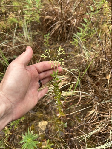 Heart-Sepal Wild Buckwheat