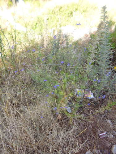ostrôžka poľná (Delphinium consolida)