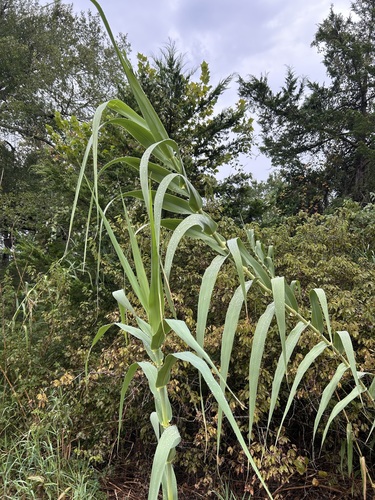 giant reed