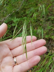Bromus laevipes