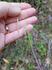Bromus laevipes