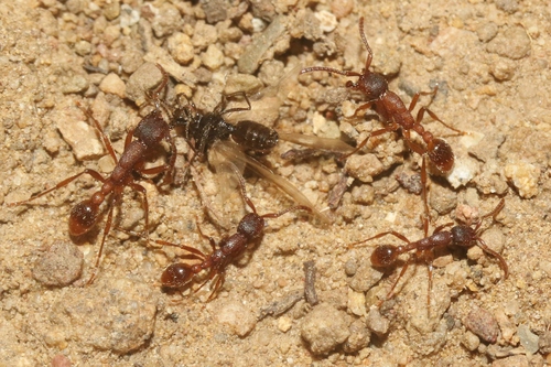 Black Legionary Ant