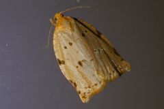 Archips rileyana