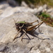 Balkan Meadow Bush-Cricket - Photo (c) Josip Skejo, some rights reserved (CC BY), uploaded by Josip Skejo