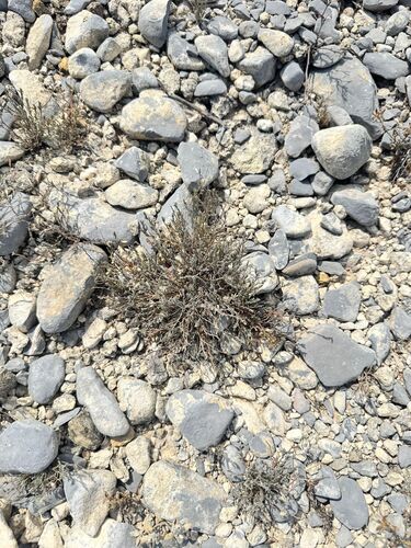 Hebecarpa macradenia