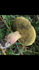 Xerocomellus ripariellus