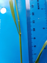 Bromus laevipes