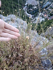 Cephalaria leucantha, photograph (c) Kryštof Boura, some rights reserved (CC BY)
