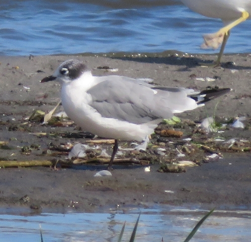 iNaturalist image